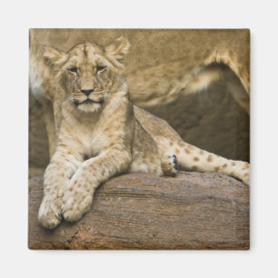 Lejont Magnet