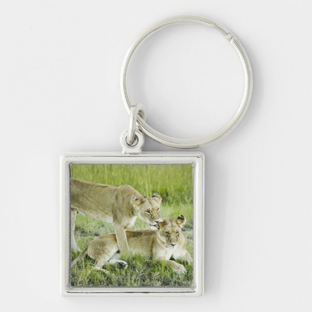 Lejont och lioness, afrika fyrkantig silverfärgad nyckelring (Framsidan)