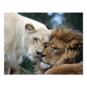 Lejont och Lioness Fototryck