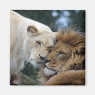 Lejont och Lioness Magnet