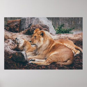 LEJONT OCH LIONT LJUGANDE PÅ KRONEN YTA POSTER