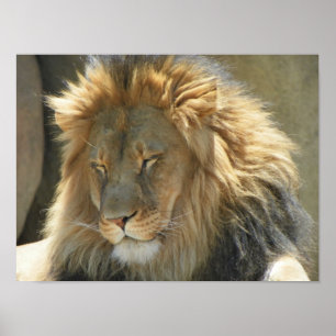 lejont på sömn poster