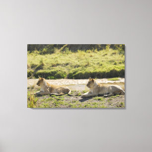 lejont (Panthera leo), två ung lioness, Masai Canvastryck
