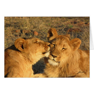 Lejont para (lejonklubbar) (Zambezi NP, Zimbabwe) Hälsningskort