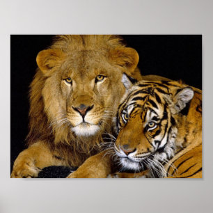 Lejont & tiger poster
