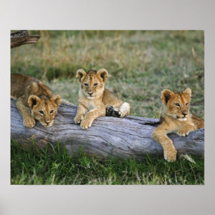 Lejont unge i log, Panthera leo, Masai Mara, 2 Poster
