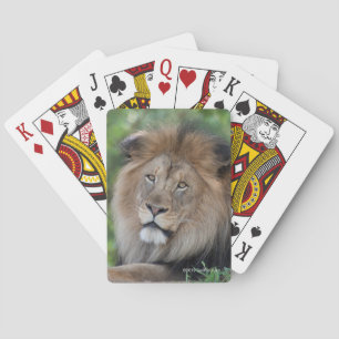 Lejont vara slö i en skog casinokort