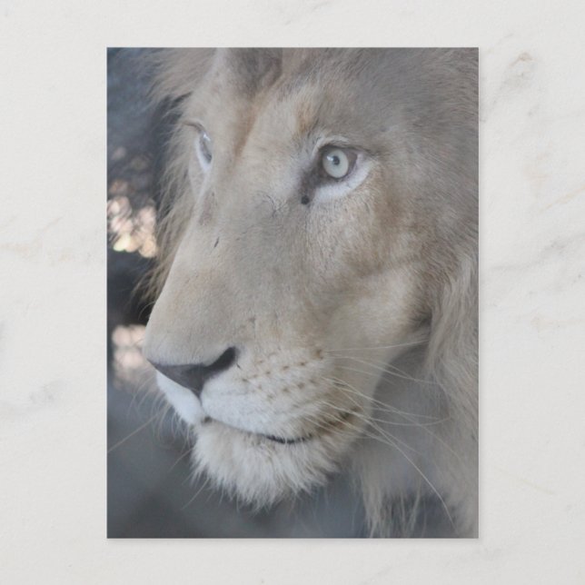 Lejont vykort Ansikte (Framsida)