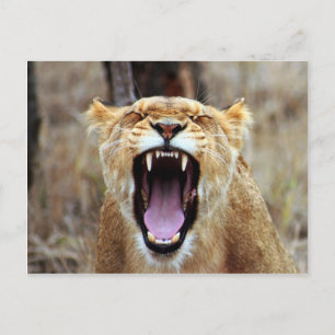 Lejont yawning vykort
