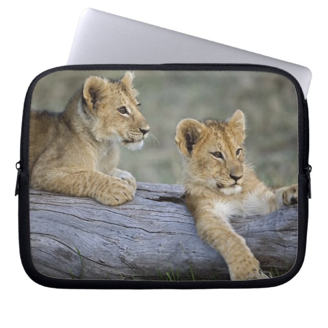 Lejonungar på stock laptop sleeve (Framsidan)