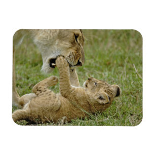 Lejonunge leker magnet