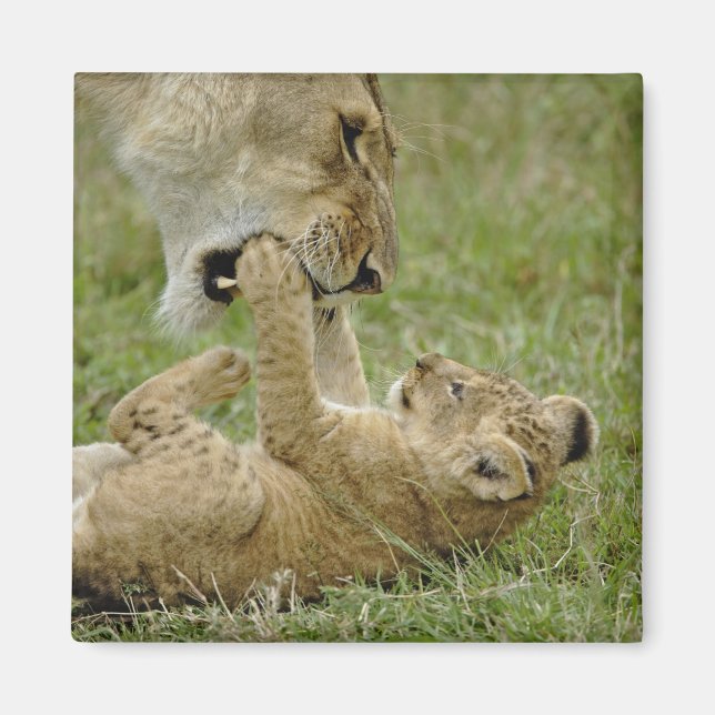 Lejonunge leker magnet (Framsidan)
