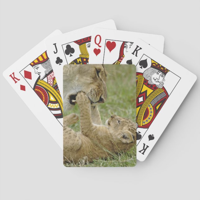 Lejonunge leker spel kort (Baksidan)