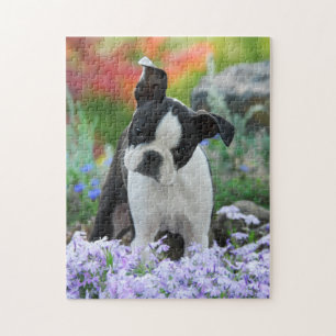 Lek 11x14 för valp för Boston Terrierhund gullig Pussel
