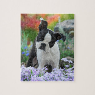 Lek 8x10 för valp för Boston Terrierhund gullig Pussel