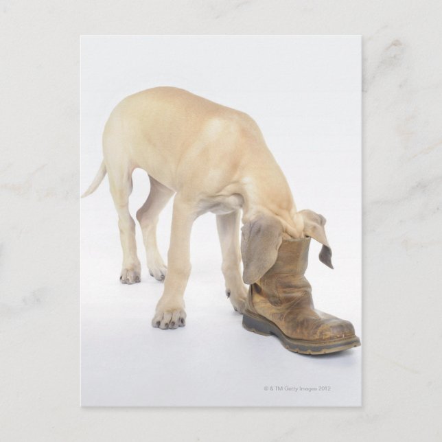 lek,vänlig,nyfikenhet vykort (Framsida)