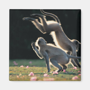Leka för apor magnet