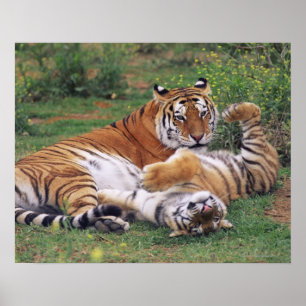 Leka för Bengal tigrar Poster