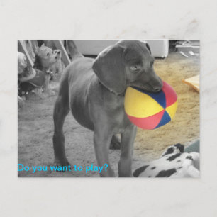 Leka för blåttWeimaraner valp Vykort