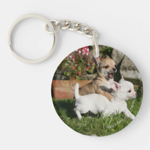Leka för Chihuahuavalp