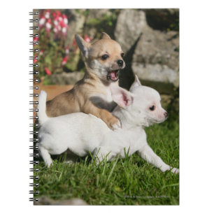 Leka för Chihuahuavalp Anteckningsbok