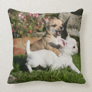 Leka för Chihuahuavalp Kudde