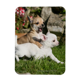 Leka för Chihuahuavalp Magnet