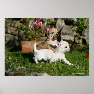 Leka för Chihuahuavalp Poster