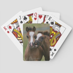 Leka för föl casinokort