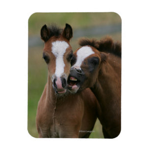 Leka för föl magnet