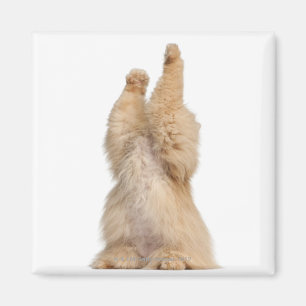 Leka för perser (3 gammala år) magnet