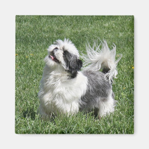 leka för shih tzu magnet
