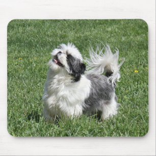 leka för shih tzu musmatta