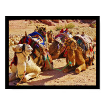 Lekande Camels