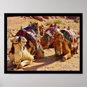 Lekande Camels Poster