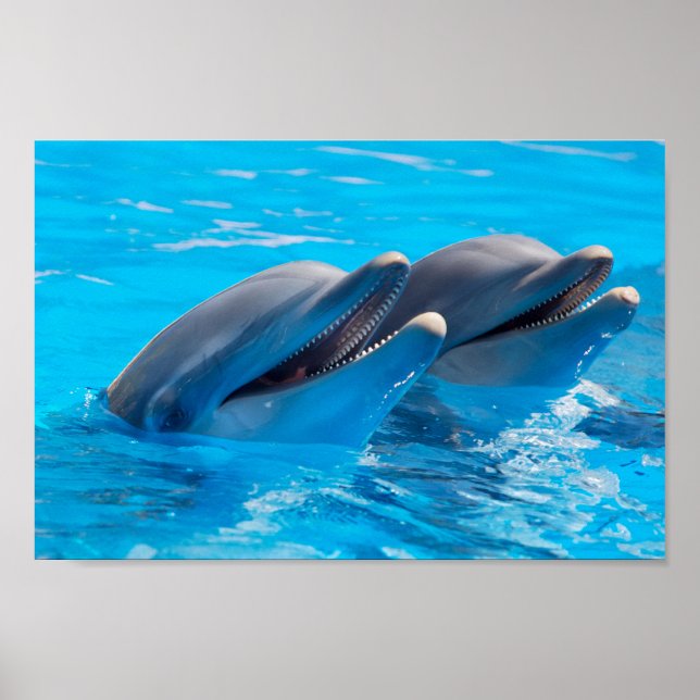 Lekande delfiner poster (Framsidan)