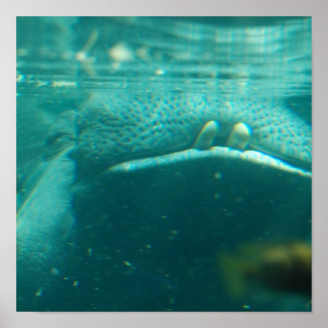 Lekande Hippo Poster (Framsidan)