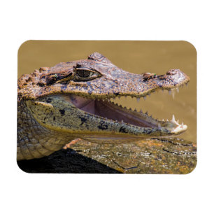 Lekande krokodil magnet