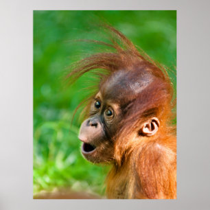 Lekande, lustigt, baby orangutan, enkelsidigt leen poster