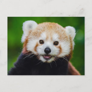 Lekande rött panda-fotovykort vykort