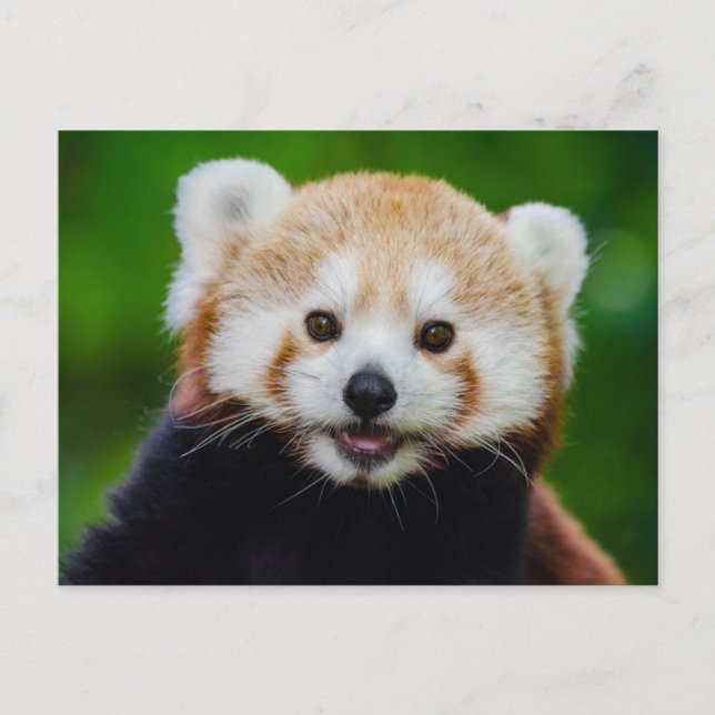 Lekande rött panda-fotovykort vykort (Framsida)