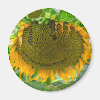 Lekande solros magnet