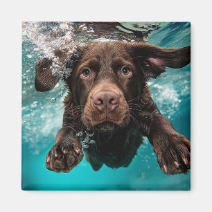 Lekfull chokladfärgad labrador som simmar under va magnet