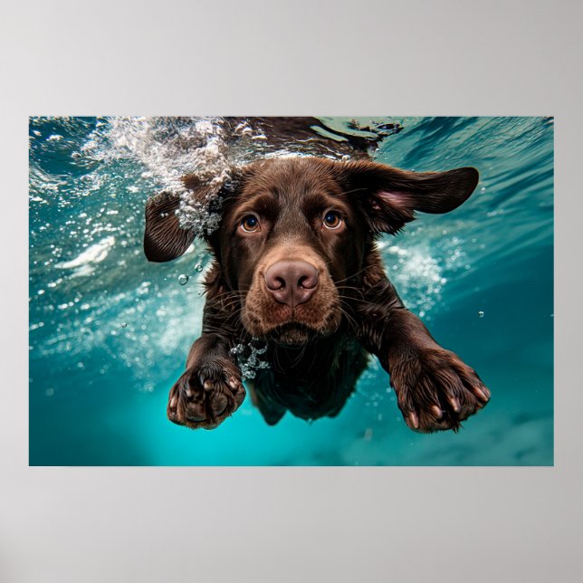 Lekfull chokladfärgad labrador som simmar under va poster (Framsidan)
