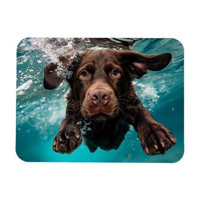 Lekfull chokladlabrador som simmar under vattnet magnet (Horisontell)