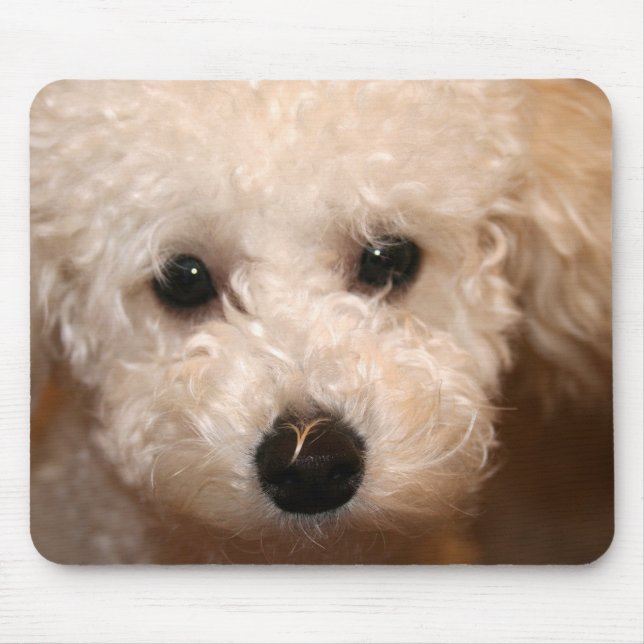 Lekfull mössmatta med Toy Poodle-valp Musmatta (Framsidan)