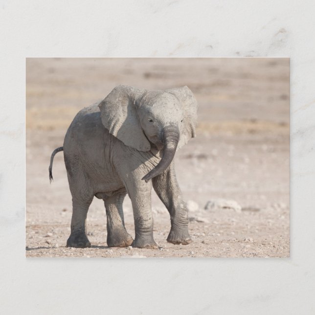 Lekfull ung elefant vykort (Framsida)