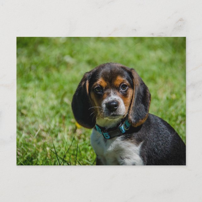 Lekfull valp i gräset vykort (Framsida)