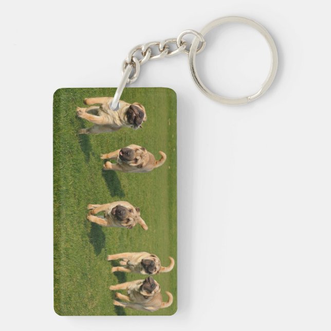 Lekfulla Shar Pei-valpar (Baksidan)