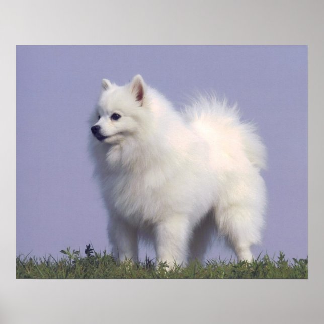 Leksak American Eskimo Hund Print Poster (Framsidan)